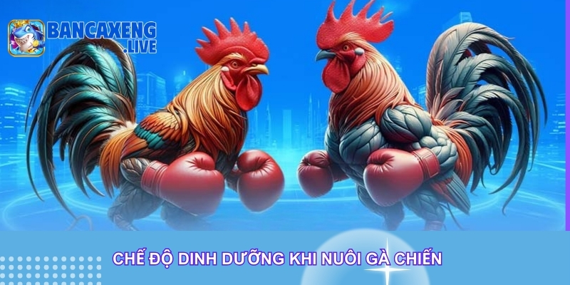 Chế độ dinh dưỡng khi nuôi gà chiến