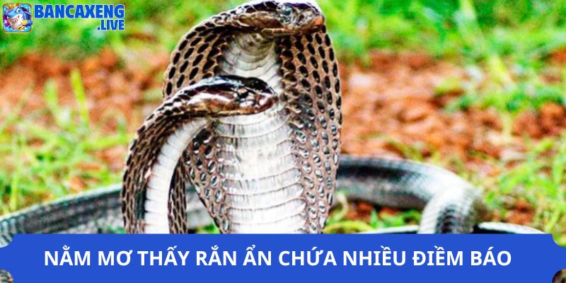Nằm mơ thấy rắn ẩn chứa nhiều điềm báo
