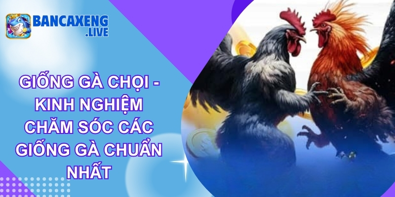 Giống Gà Chọi - Kinh Nghiệm Chăm Sóc Các Giống Gà Chuẩn Nhất